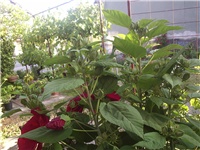 002172c3-Picture 003.jpg